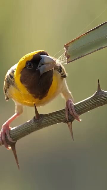 Baya weaver nest building