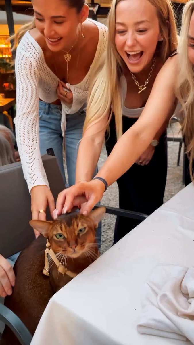 Abyssinian cat gathering