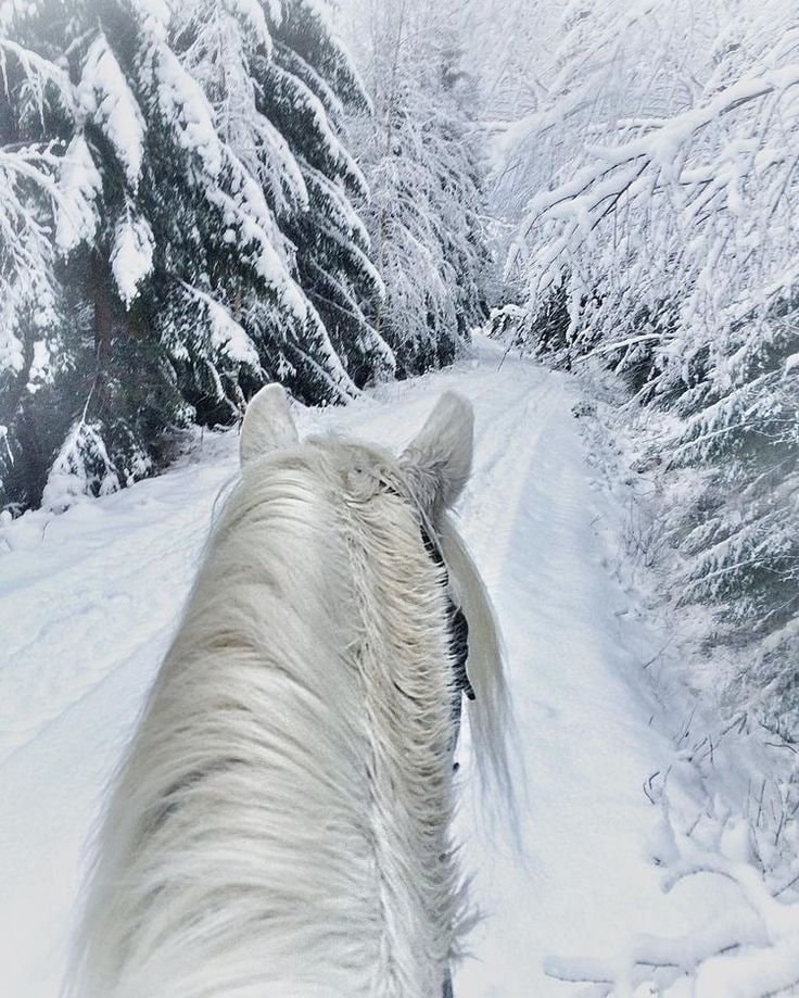 white horse snowy forest (photo 2 of 3)