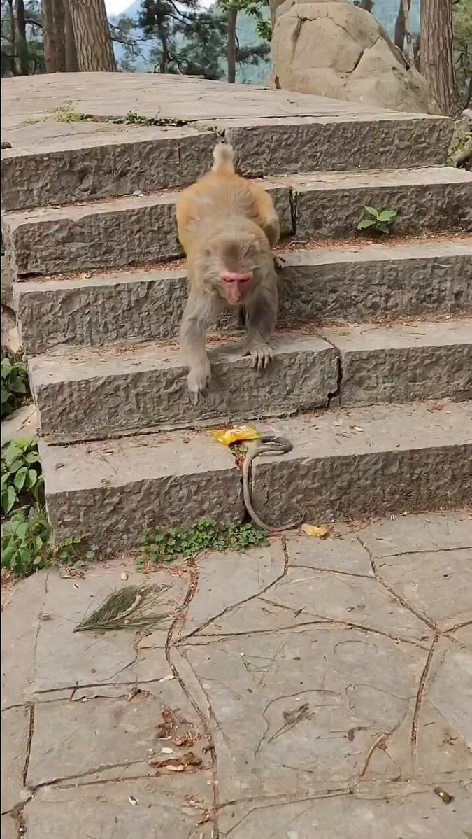 monkey descending stairs near snake