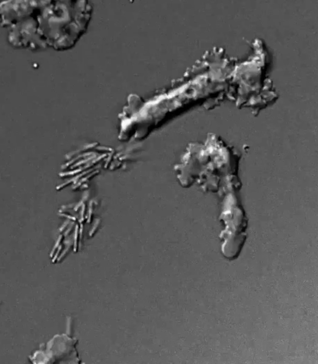 NASA funded amoeba discovery