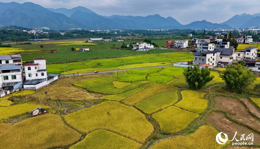Jingqiu Anyuan Autumn Harvest (photo 2 of 4) Jingqiu Anyuan Autumn Harvest (photo 2 of 4)