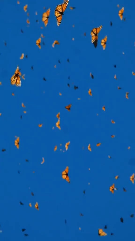 Monarch butterfly swarm in blue sky