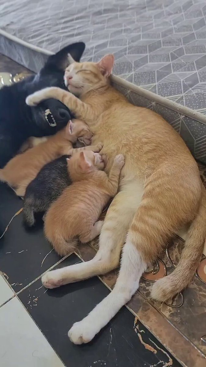 Black dog and orange cat napping with kittens