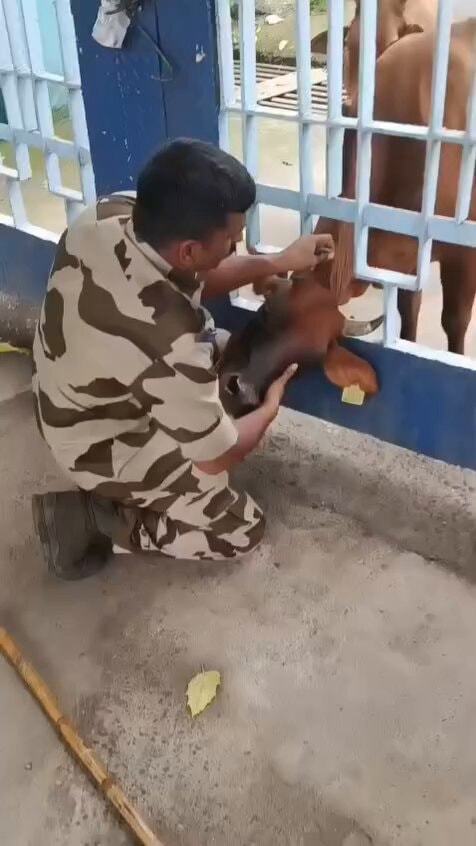 Officer rescues trapped cow