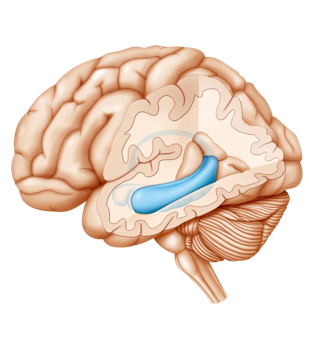 Depression and hippocampus memory link (photo 2 of 2)
