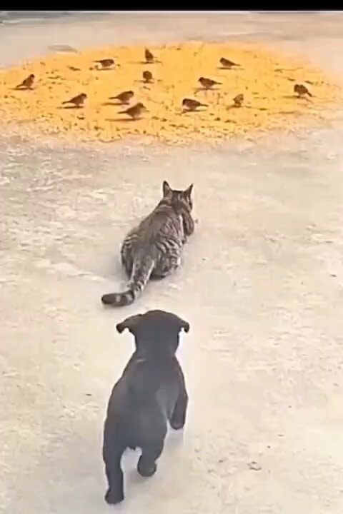 cat vs puppy bird chase