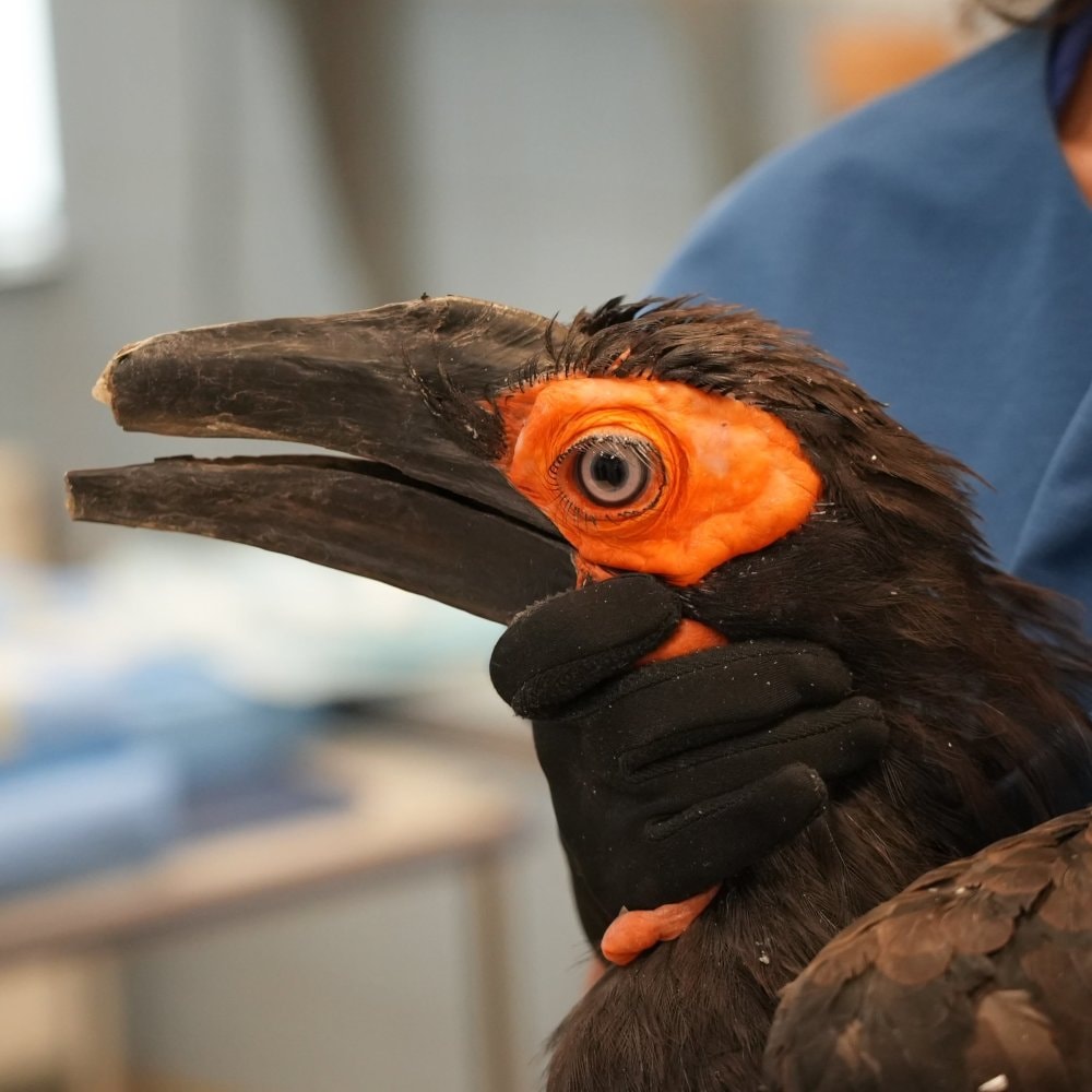 Hornbill beak prosthetic at ARTIS Amsterdam