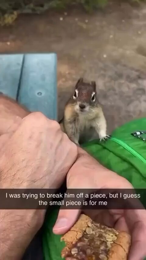 Chipmunk encounter reaction