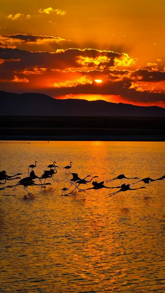 flamingos in Kulu Turkey