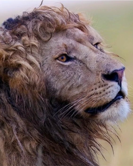 Lion with curly mane (photo 2 of 2)