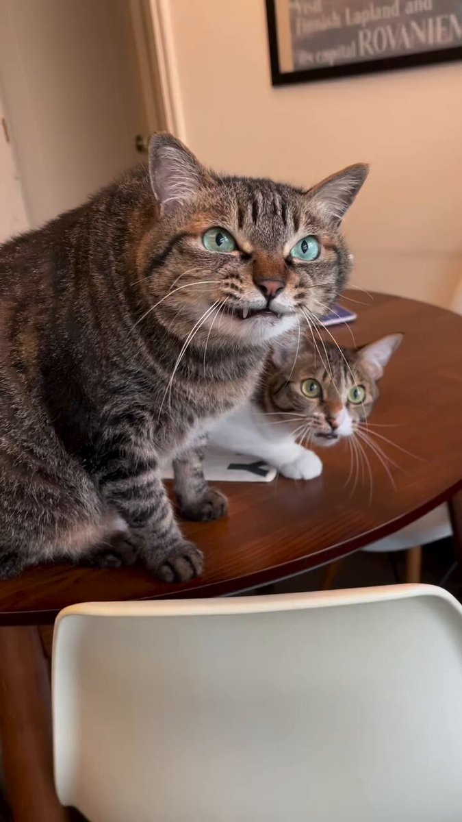 Romania cat mirror reflection