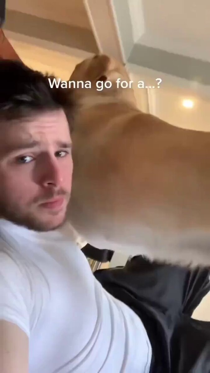 Dog reacts to walk question