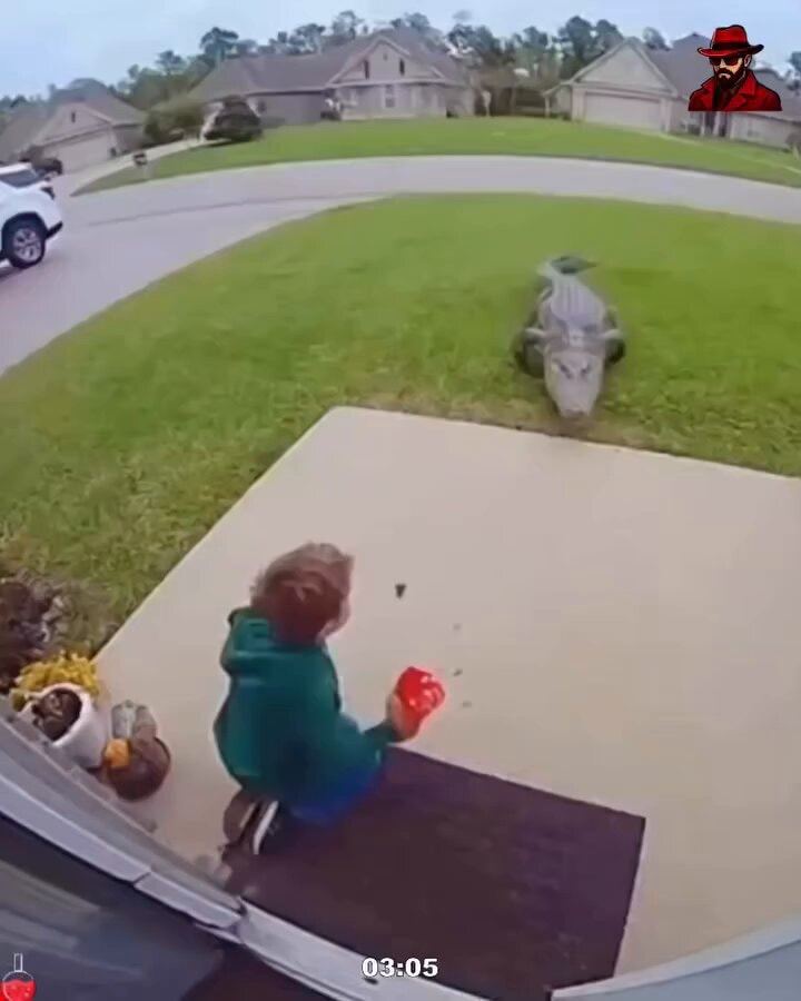child and alligator funny moment