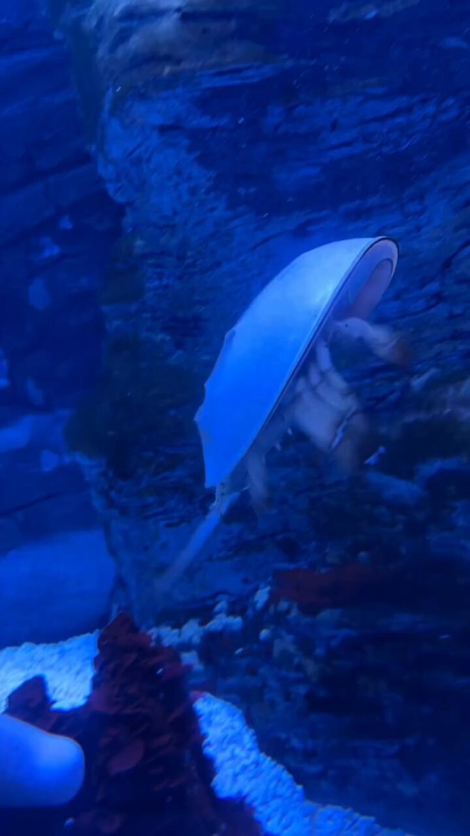 Krokus City Oceanarium