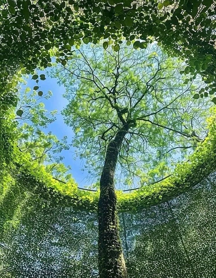 tree in nature (photo 2 of 2)