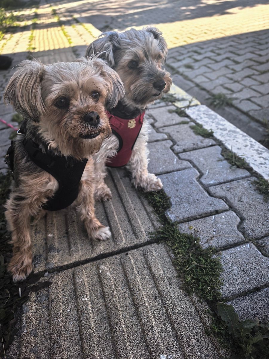 dogs caught in the act