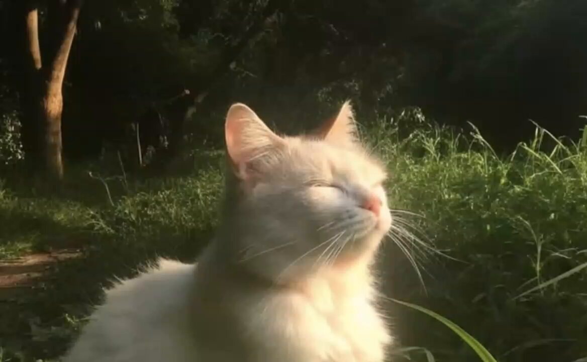 White cat sunbathing peacefully