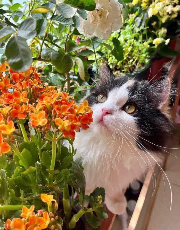 calico cat peeking from orange flowers (photo 1 of 4)