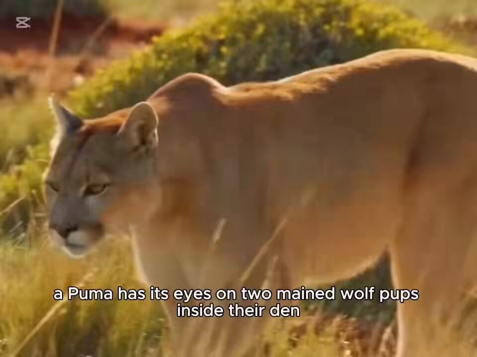 puma parenting difficulty