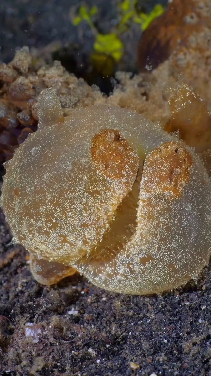 Melibe viridis sea slug feeding