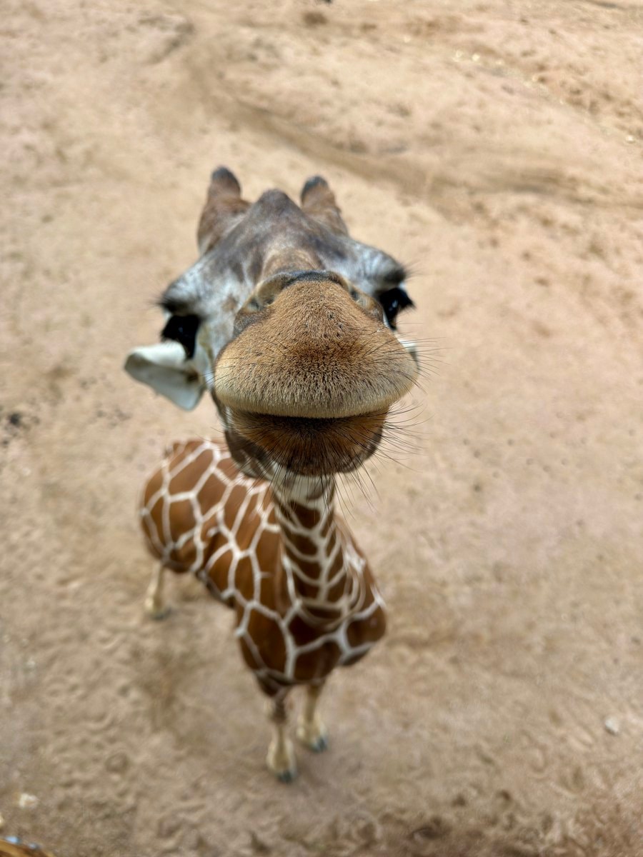 Waffles the giraffe