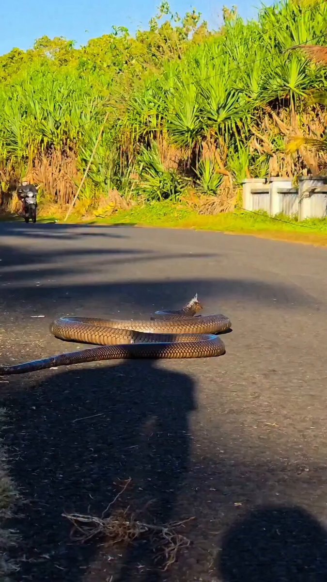large snake coiled on paved road