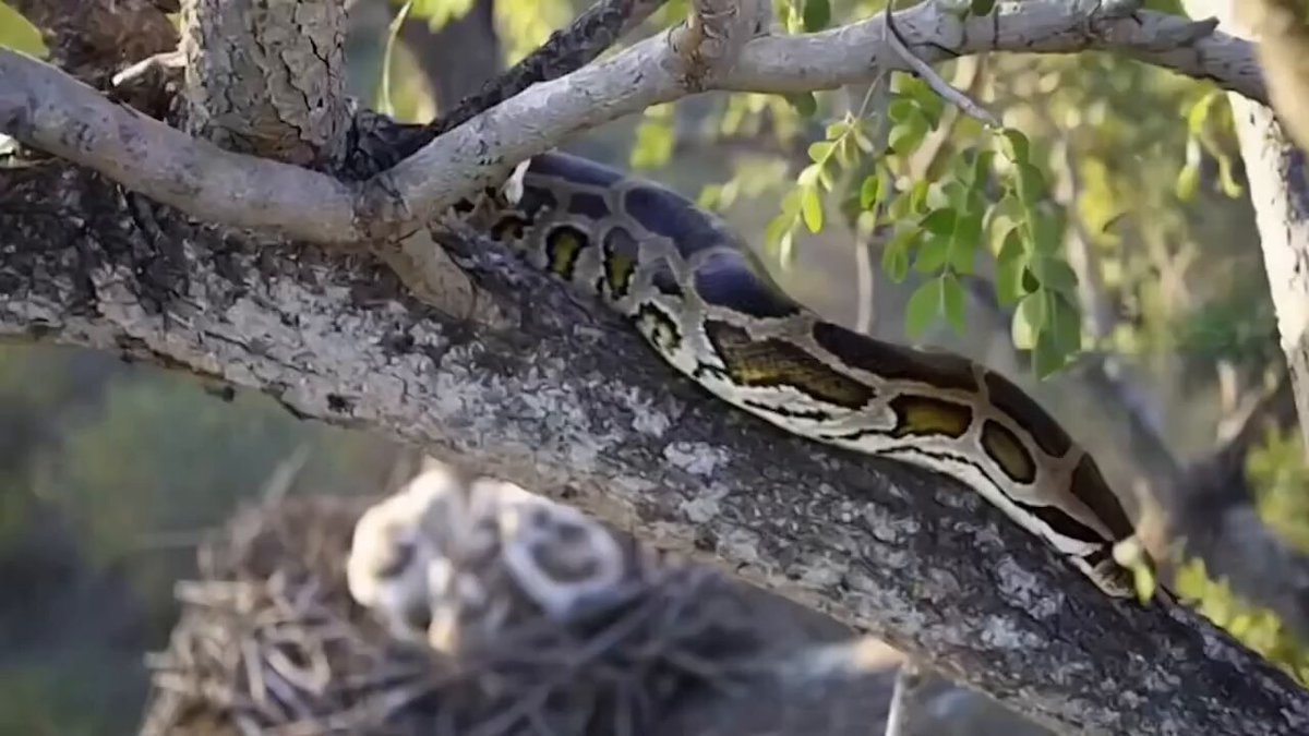 Python vs Martial Eagle nest battle Python vs Martial Eagle nest battle