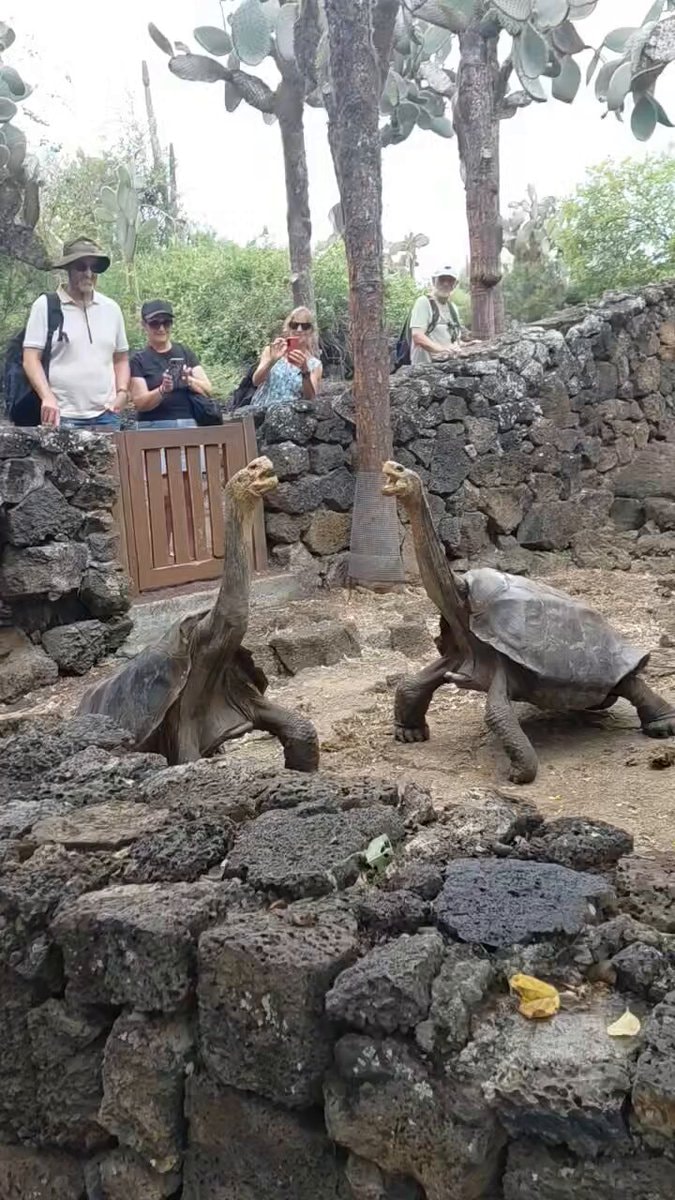 Galapagos tortoises fight in breeding program
