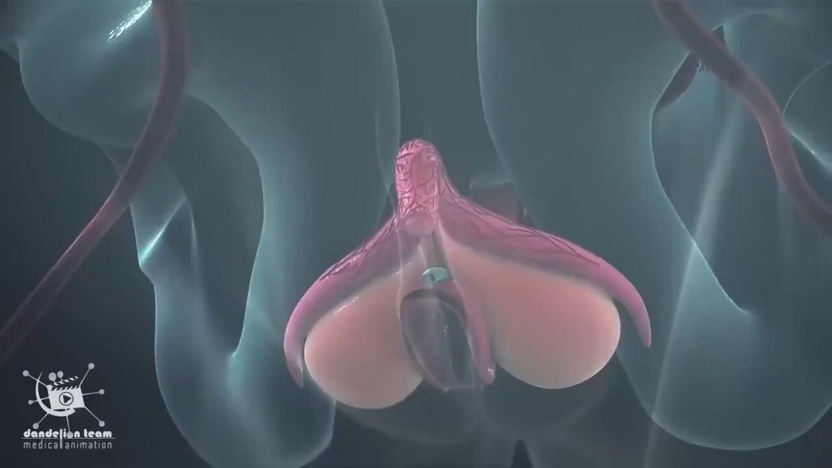 Female orgasm anatomy 3D animation