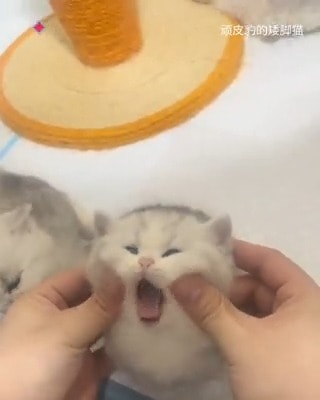 Kitten face massage cute 🥹