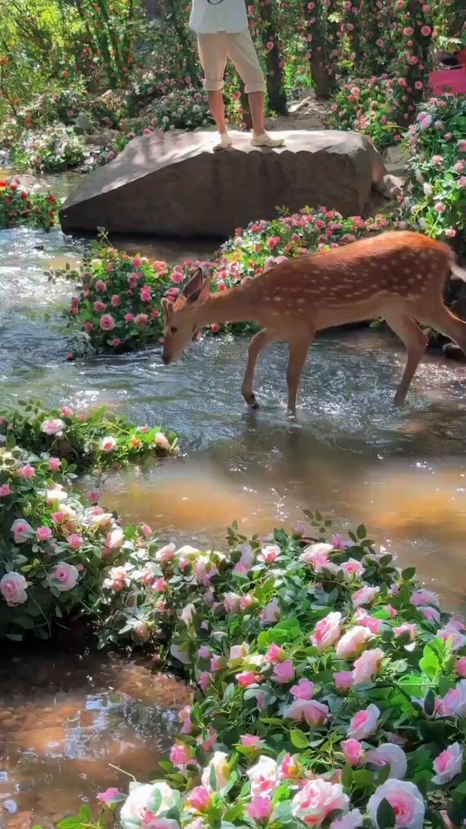 deer in stream with roses