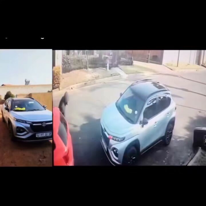 Suzuki vs Toyota theft risk