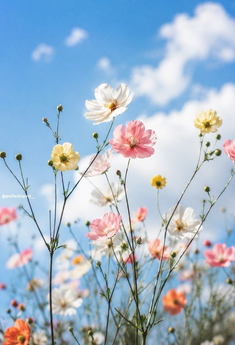 flower field blue sky (photo 2 of 2)