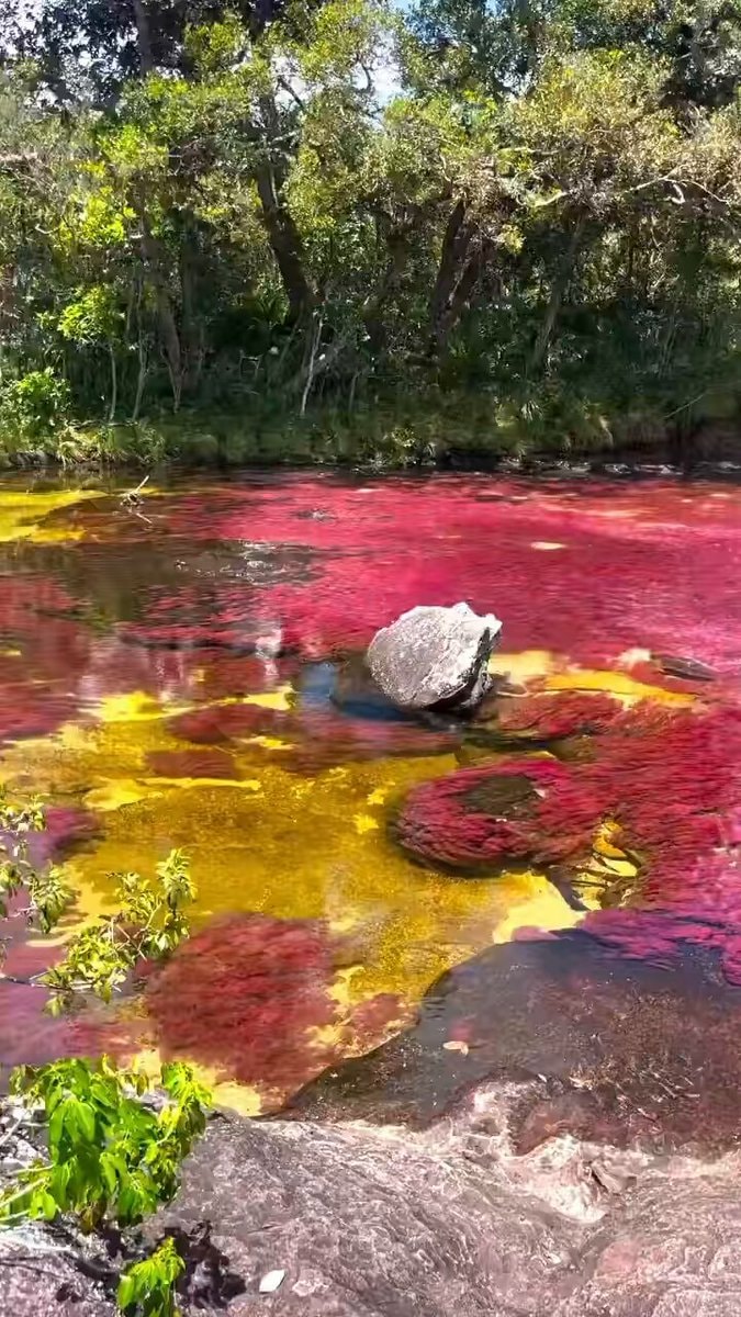 Caño Cristales River of Five Colors