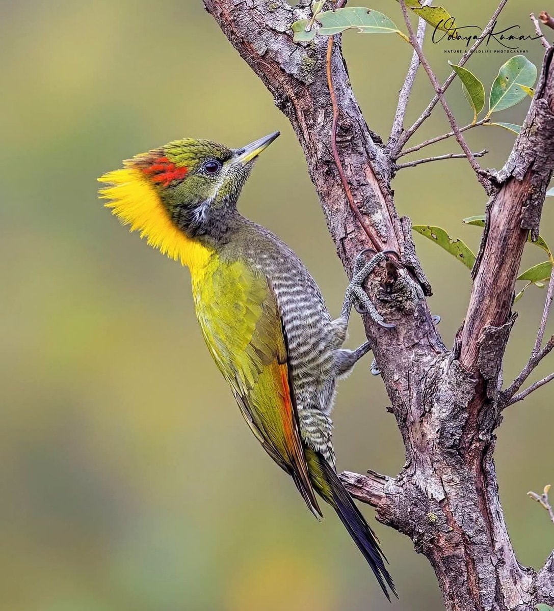 Lesser Yellownape woodpecker Lesser Yellownape woodpecker