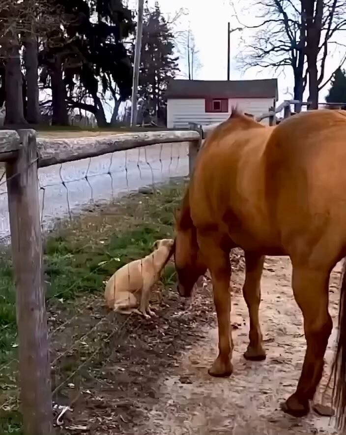dog and horse interaction