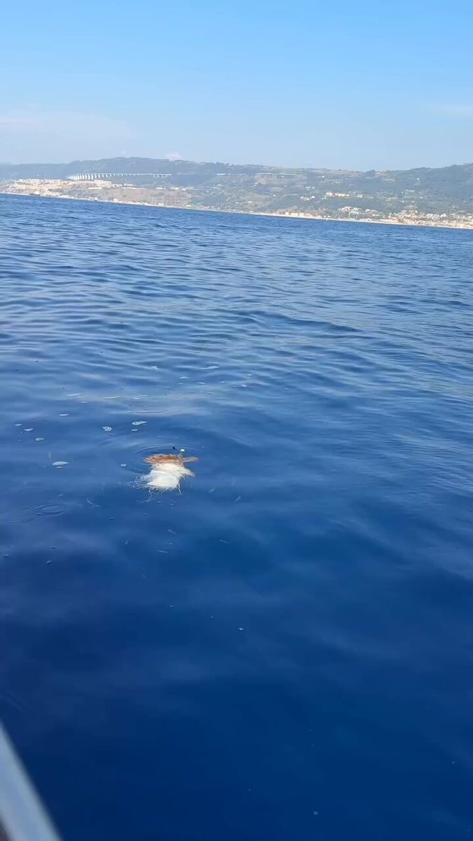 jellyfish floating in the ocean