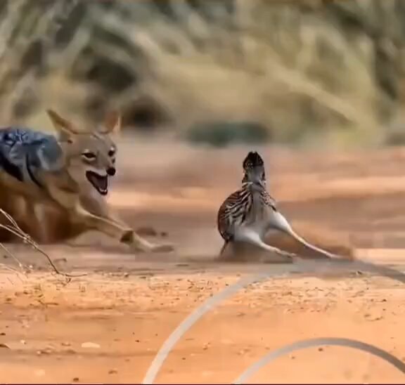 jackal and roadrunner in the desert