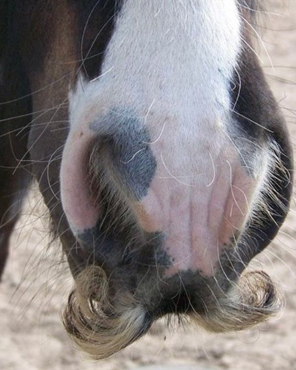 Horse with mustache (photo 2 of 2)