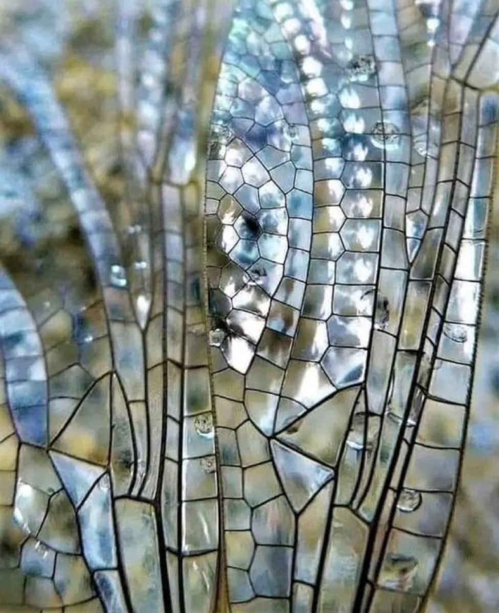 Dragonfly wings with water droplets