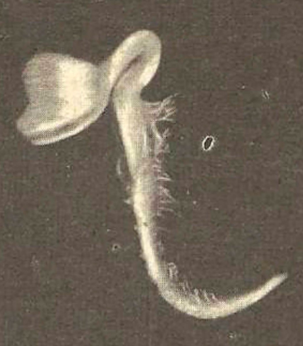Siberian man plant growing in eye (photo 2 of 2)