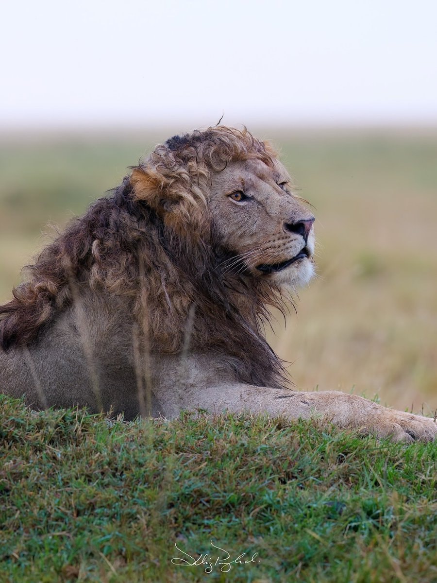 Lion with curly hair (photo 2 of 2)