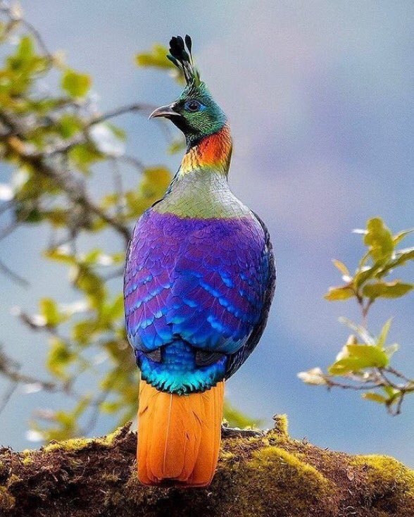 Himalayan monal Aditya Chavan
