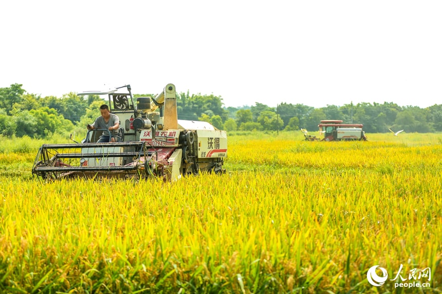 Jiangxi farmers harvest early-season rice (photo 2 of 4) Jiangxi farmers harvest early-season rice (photo 2 of 4)