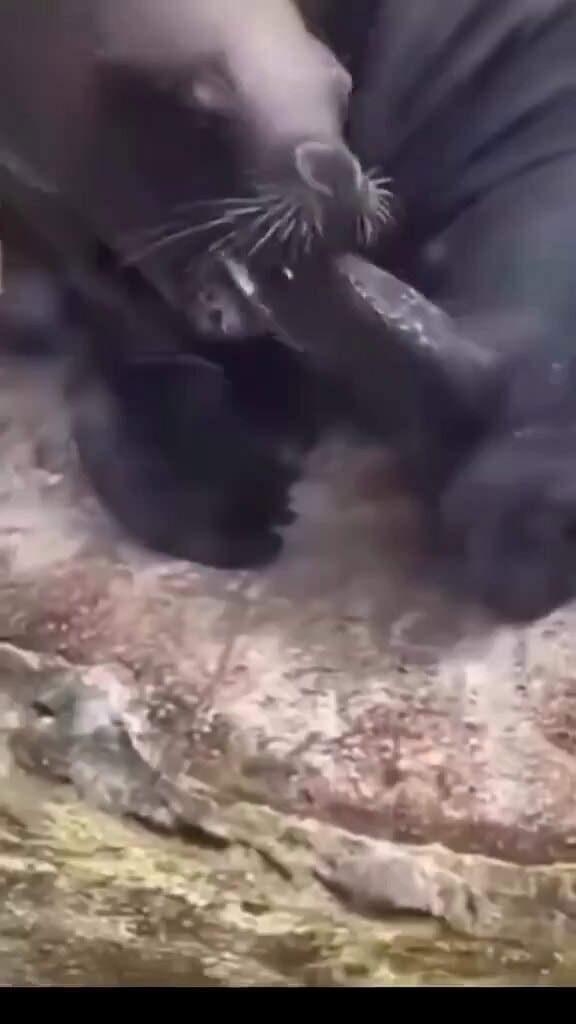 Seals interacting