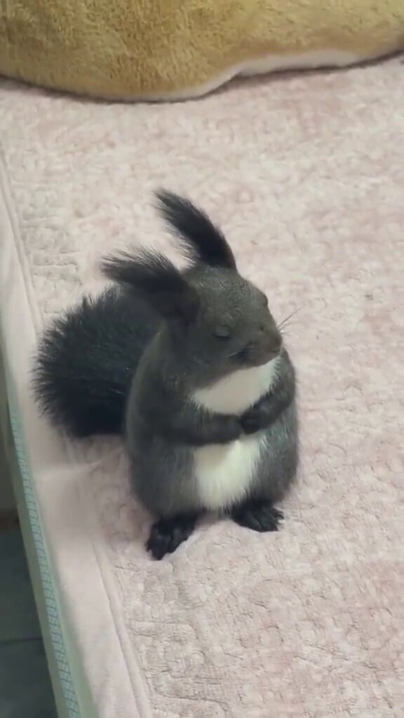 Gray Ezo squirrel from Japan's Hokkaido