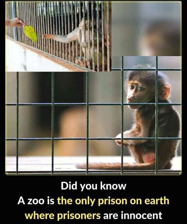 Zoo prison innocent animals