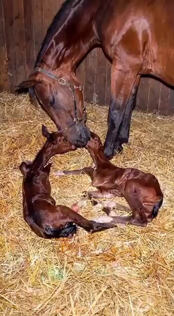 rare twin horse foals rare twin horse foals
