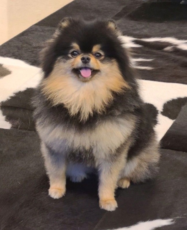 Yeontan National Dog Photography Day record (photo 1 of 2)